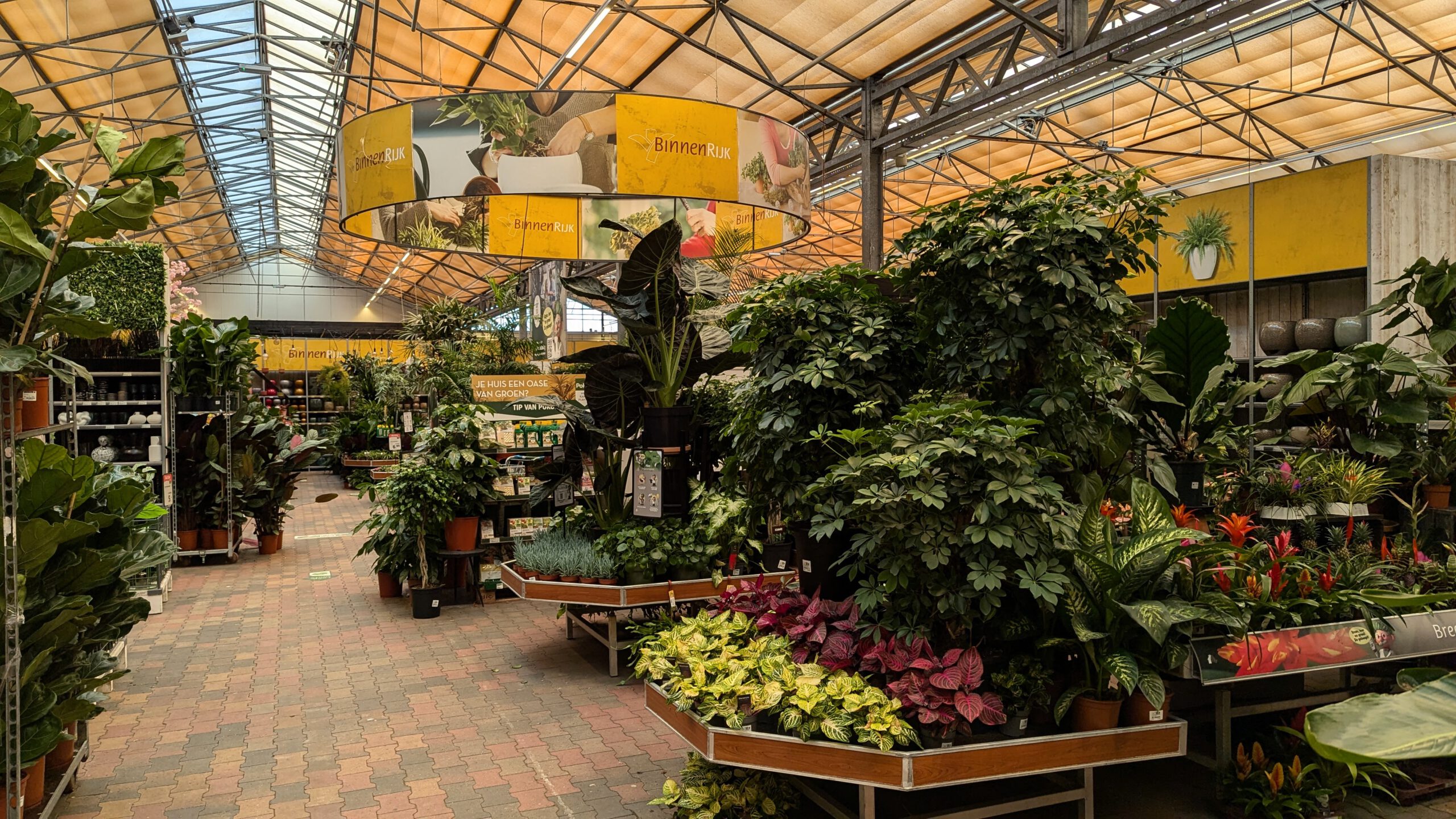 Large Indoor Plants