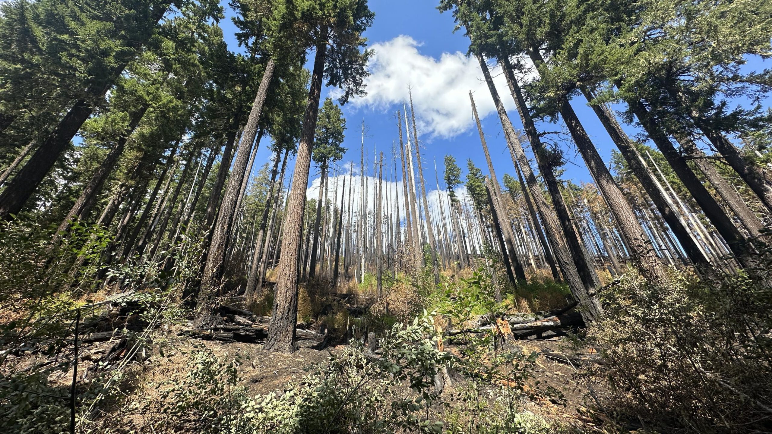Mount Hood National Forest, Oregon