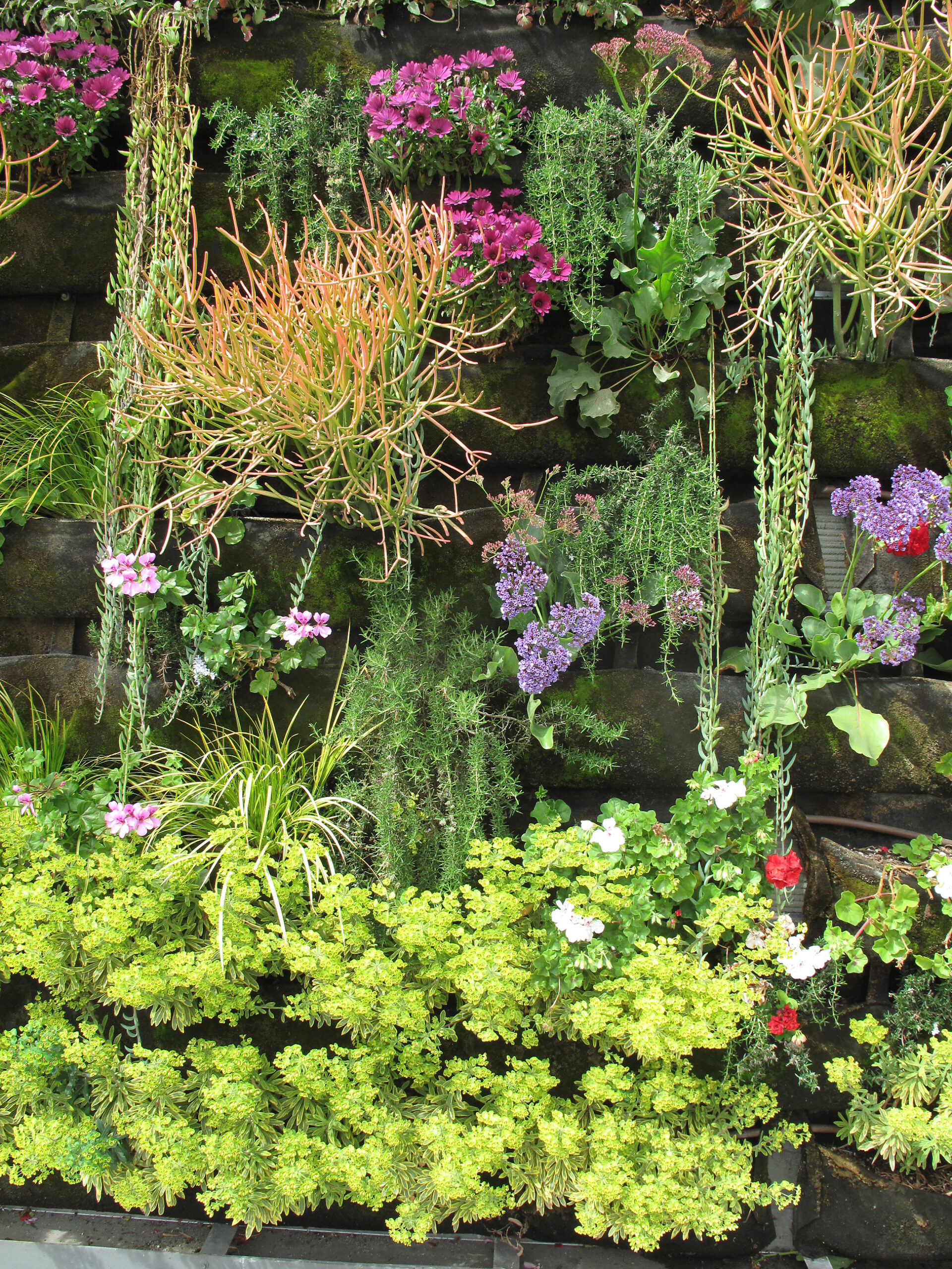 Living Green Walls