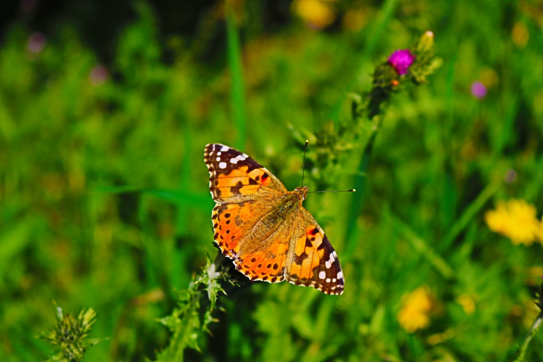 Wildflower & Butterfly Haven