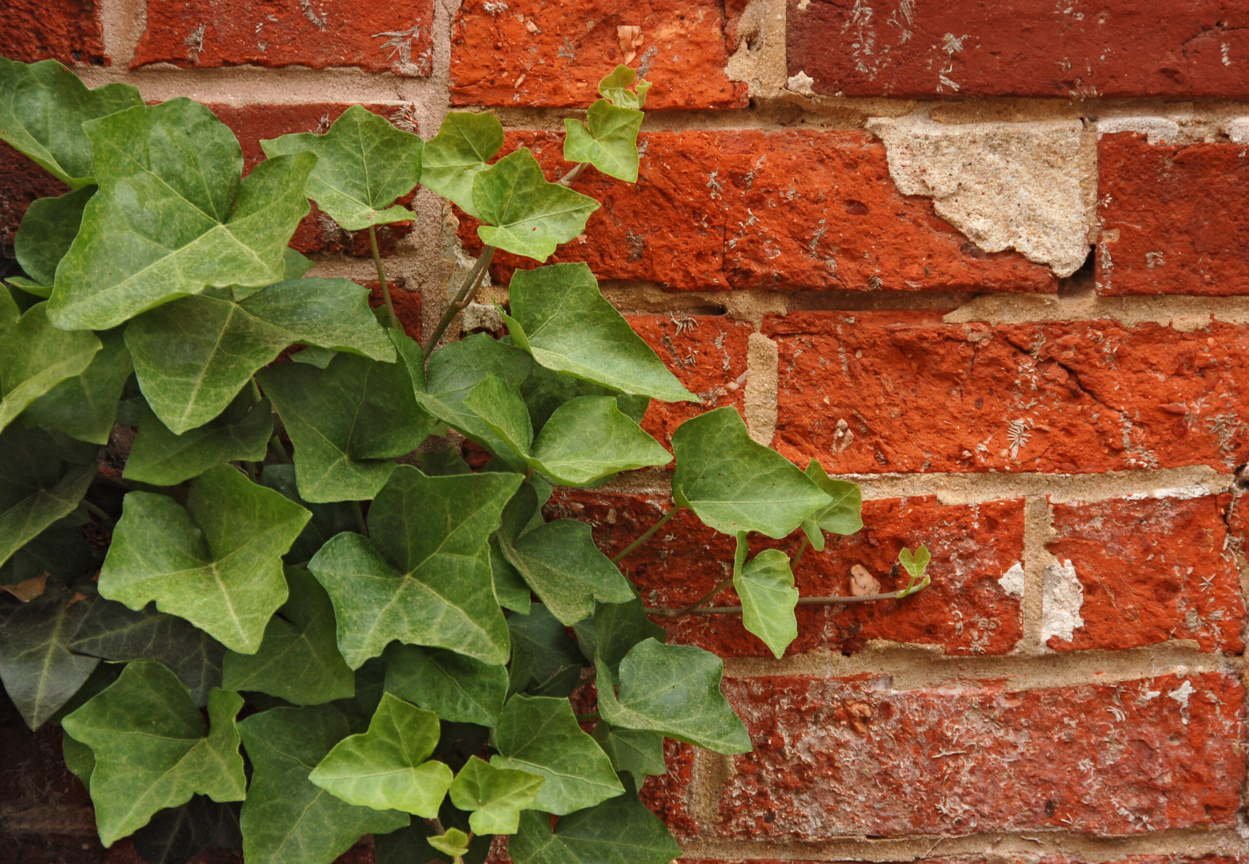 Exposed Brickwork