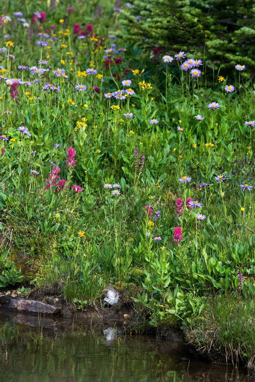 Tired of Mowing? Why Wildflower Lawns Are Taking Off (Despite Complaints)