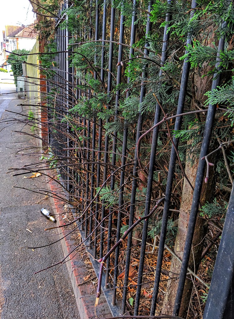 The Case of the Overhanging Tree: Small Dispute, Big Legal Lessons