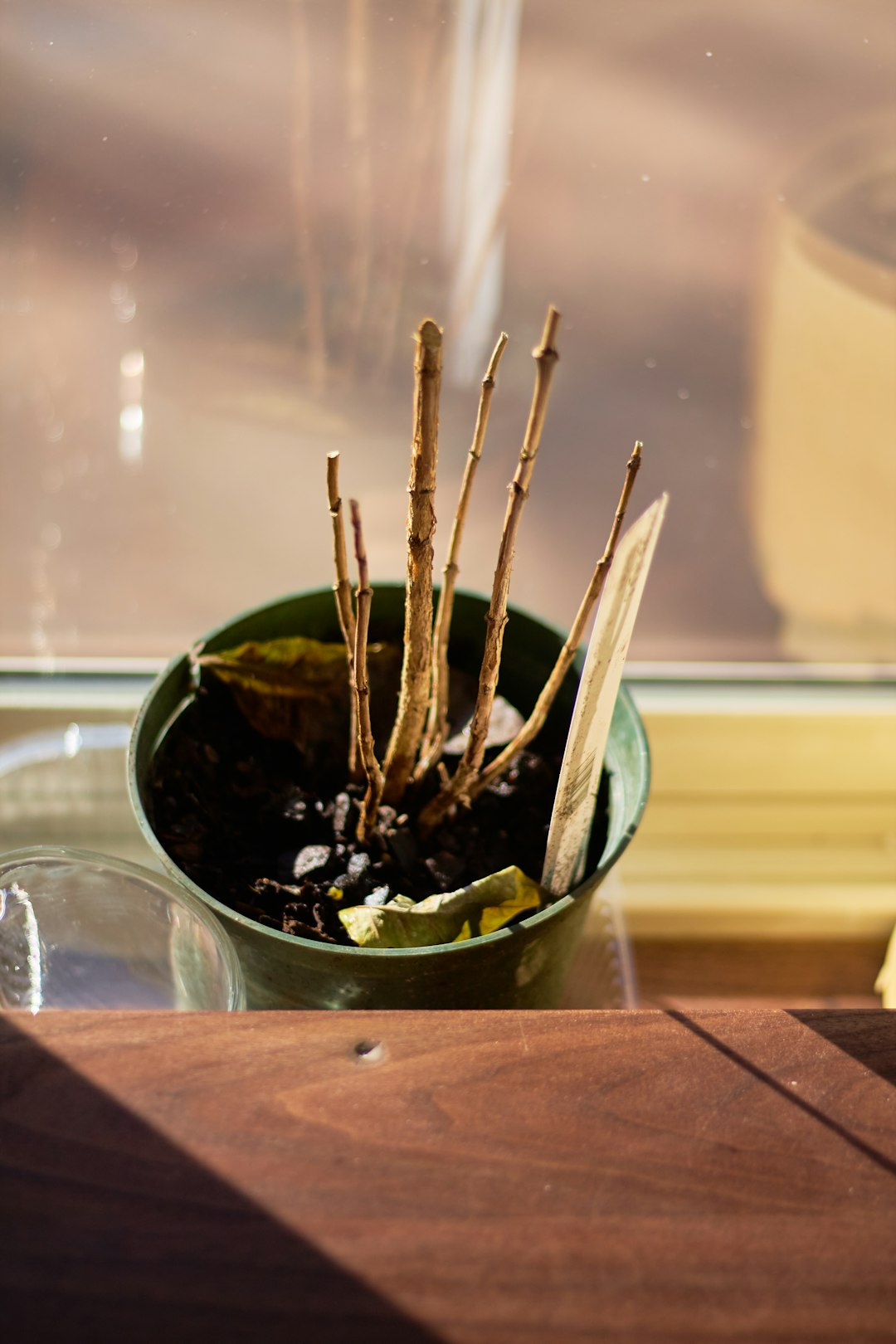 Why Your Houseplants Keep Dying (And How to Finally Keep Them Alive for Good)